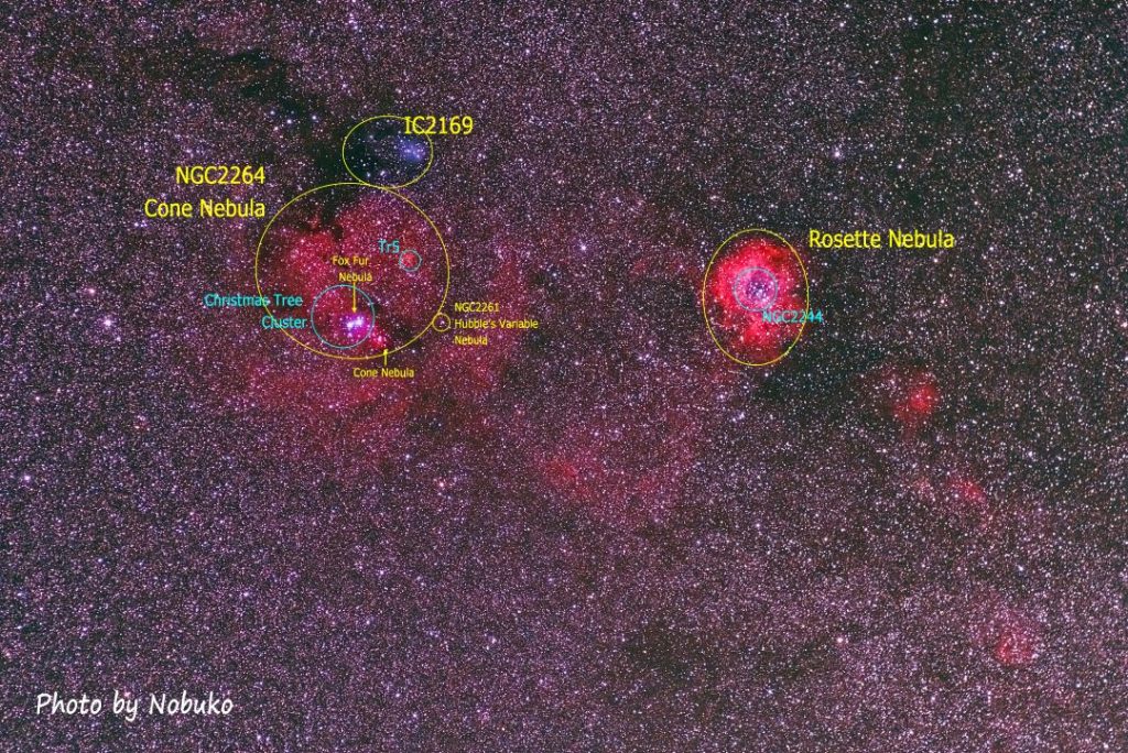 N2238薔薇~N2264ｸﾘｽﾏｽﾂﾘｰ_tex