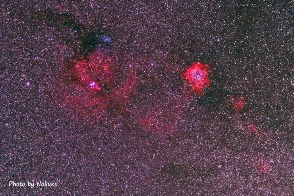 N2238薔薇~N2264ｸﾘｽﾏｽﾂﾘｰ